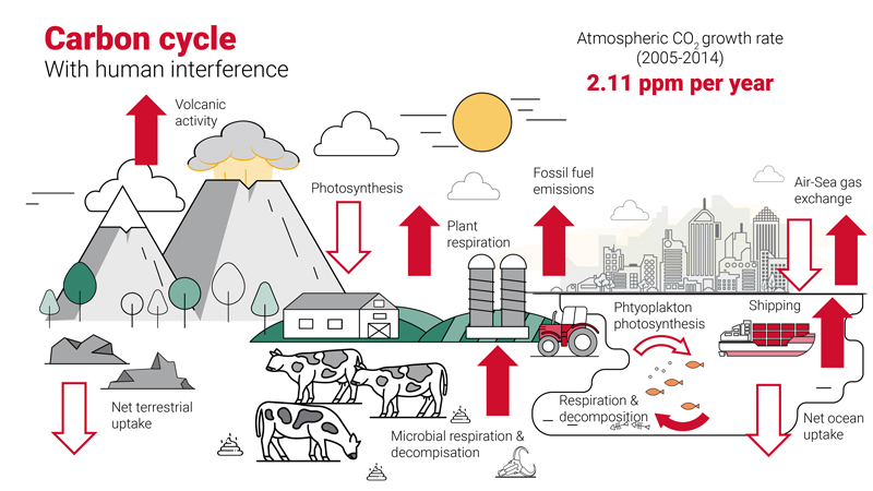 The carbon cycle